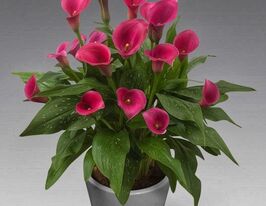 Калла Капітан Черіо (Captain Cheerio)купити