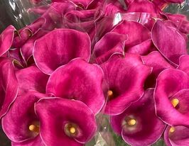 Калла Капітан Черіо (Captain Cheerio)купити