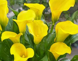 Калла Капітан Соло (Captain Solo)купити