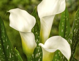 Калла Вайт Арт (White Art)купити