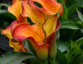 Калла Капітан Лідо (Captain Lido)купити