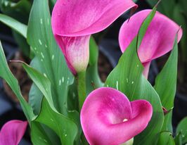 Калла Суматра (Sumatra)купити