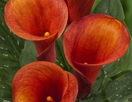 Калла Капітан Одеон (Captain Odeon)купити