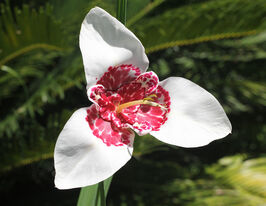 Тигридія Альба Грандіфлора (Alba Grandiflora)купити