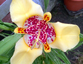 Тигридія Канарієнсіс (Canariensis)купити