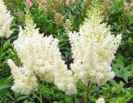 Астільба Вайт Глорія (White Gloria)купити