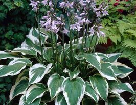 Хоста Антиох (Antioch) купить