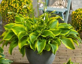 Хоста Атлантис (Atlantis) купить