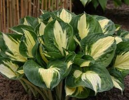 Хоста Патфиндер (Pathfinder) купить