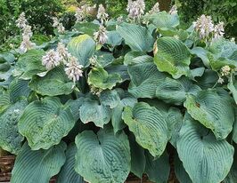 Хоста Ти Рекс (T Rеx) купить