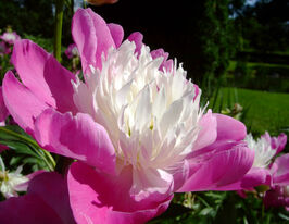 Пион Гей Пари (Gay Paree) купить