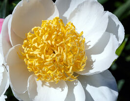 Пион Ян ван Левел (Jan van Leeuwen) купить