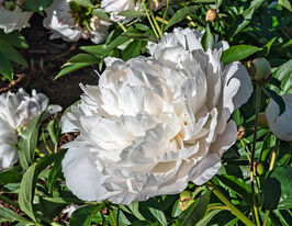 Пион Келвейс Глориус (Kelway`s Glorious) купить