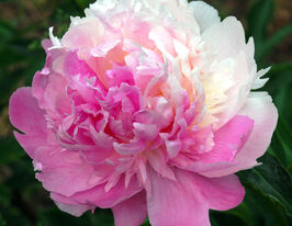 Пион Мистер Эд (Mister Ed) купить