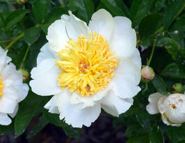 Пион Мун оф Ниппон (Moon of Nippon) купить