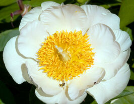 Пион Мунрайз (Moonrise) купить