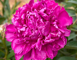 Півонія Пол М.Уайлд (Paul M. Wild)купити