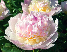 Пион Распбери Санди (Raspberry Sunday) купить