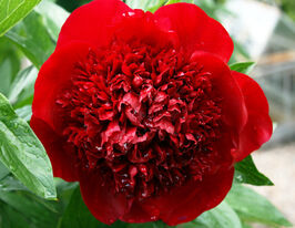 Пион Ред Шарм (Red Charm) купить