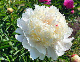 Пион Сноу Маунтейн (Snow Mountain) купить