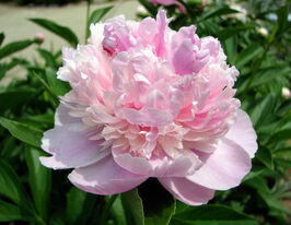 Півонія Сорбет (Sorbet)купити