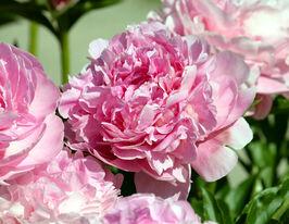 Пион Сьюзи Ку (Susie Q) купить