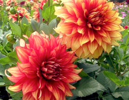 Жоржина Даззлінг Меджік (Dazzling Magic)купити