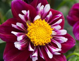 Жоржина Імпрешн Фантастік (Impression Fantastico)купити