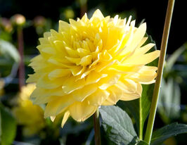 Жоржина декоративна Амерікан Сан (American Sun)купити