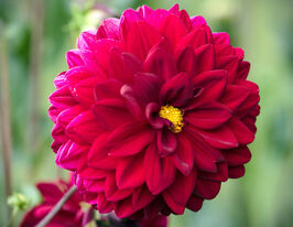 Жоржина Арабіан Найт (Arabian Night)купити