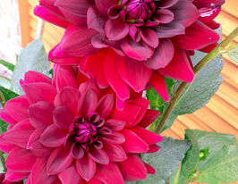 Жоржина Арабіан Найт (Arabian Night) в горщикукупити