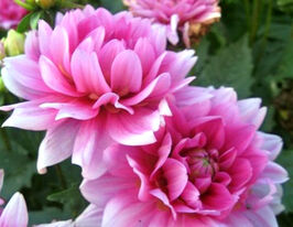 Жоржина бордюрна Блусетте (Bluesette) в горщикукупити