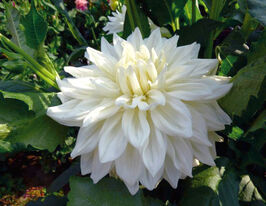 Жоржина декоритивна Буллз Прайд (Bull`s Pride)купити