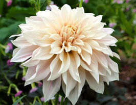 Жоржина Кава з молоком (Cafe au Lait) в горщикукупити