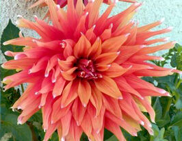 Жоржина кактусовидна Колор Спектакль (Color Spectacle) в горщикукупити