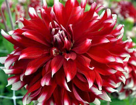 Жоржина декоративна Девос (Devos)купити