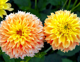 Жоржина декоративна Діп Імпакт (Deep Impact)купити