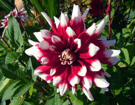 Жоржина декоративна Дует (Duet)купити