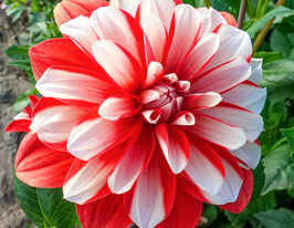 Жоржина декоративна Динаміт (Dynamite) в горщикукупити