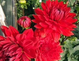 Жоржина бордюрна Гарден Уандер (Garden Wonder)купити