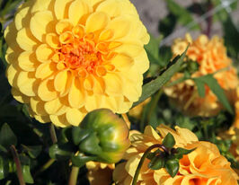 Жоржина помпоновидна Голден Скептер (Golden Scepter) в горщикукупити