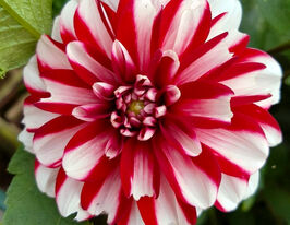 Жоржина бордюрна Ямайка (Jamaica)купити