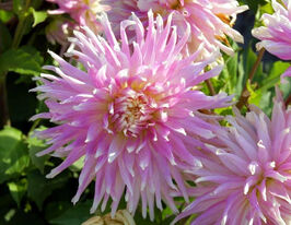 Жоржина декоративна Київ (Kiev) в горщикукупити