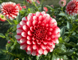 Жоржина декоративна Мюзет (Musette) в горщикукупити