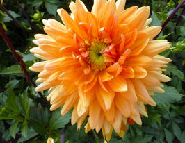 Жоржина декоративна Нордвакс Глорі (Noordwijks Glorie) в горщикукупити