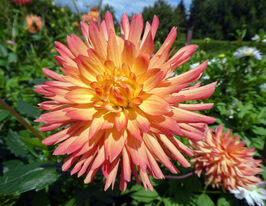 Жоржина декоративна Омега (Omega) в горщикукупити