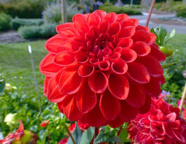 Жоржина кулеподібна  Ред Кап (Red Cap) в горщикукупити