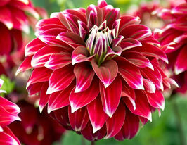 Жоржина декоративна Ред Рок (Red Rock) в горщикукупити