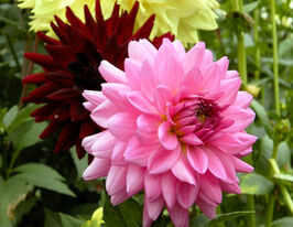 Жоржина декоративна Розела (Rosella) в горщикукупити