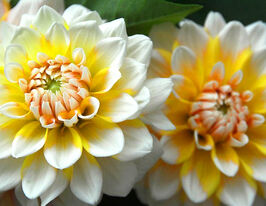 Жоржина декоративна Сіатл (Seattle) в горщикукупити